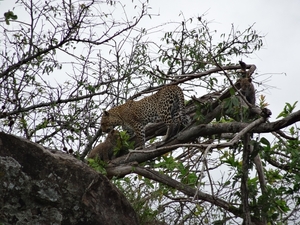 5n Serengeti, luipaard met jongen, _DSC00405