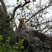 5n Serengeti, luipaard met jongen, _DSC00406