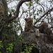5n Serengeti, luipaard met jongen, _DSC00407