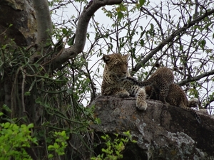 5n Serengeti, luipaard met jongen, _DSC00407