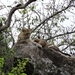 5n Serengeti, luipaard met jongen, _DSC00408