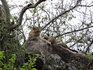 5n Serengeti, luipaard met jongen, _DSC00408