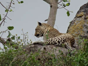 5n Serengeti, luipaard met jongen, _DSC00409