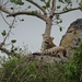 5n Serengeti, luipaard met jongen, _DSC00410