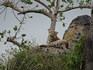 5n Serengeti, luipaard met jongen, _DSC00410