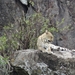 5n Serengeti, luipaard met jongen, _DSC00411