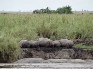 5n Serengeti, nijlpaarden _DSC00412