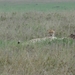 5o Serengeti, cheeta, _DSC00414