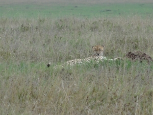 5o Serengeti, cheeta, _DSC00414