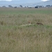 5o Serengeti, cheeta, _DSC00416