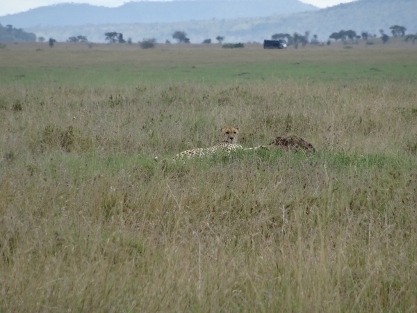 5o Serengeti, cheeta, _DSC00416