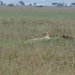 5o Serengeti, cheeta, _DSC00419