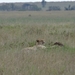 5o Serengeti, cheeta, _DSC00421
