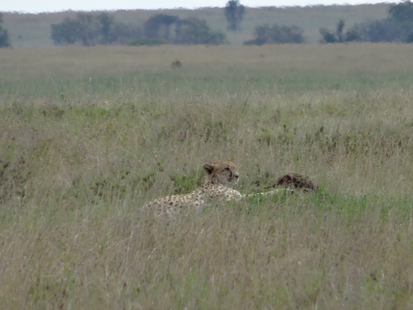 5o Serengeti, cheeta, _DSC00421