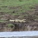 5o Serengeti, krokodil, _DSC00430
