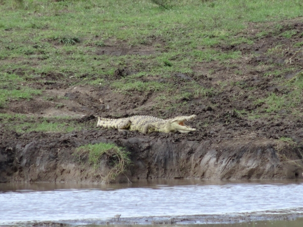 5o Serengeti, krokodil, _DSC00430