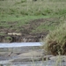 5o Serengeti, krokodil, _DSC00431