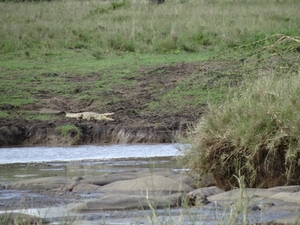 5o Serengeti, krokodil, _DSC00431