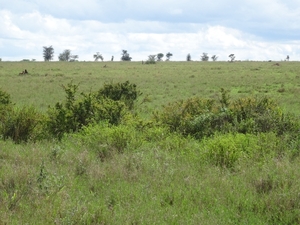 5o Serengeti, leeuw, _DSC00433