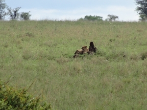 5o Serengeti, leeuw, _DSC00434