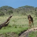 5p Serengeti, giraffe, _DSC00435