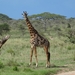 5p Serengeti, giraffe, _DSC00436