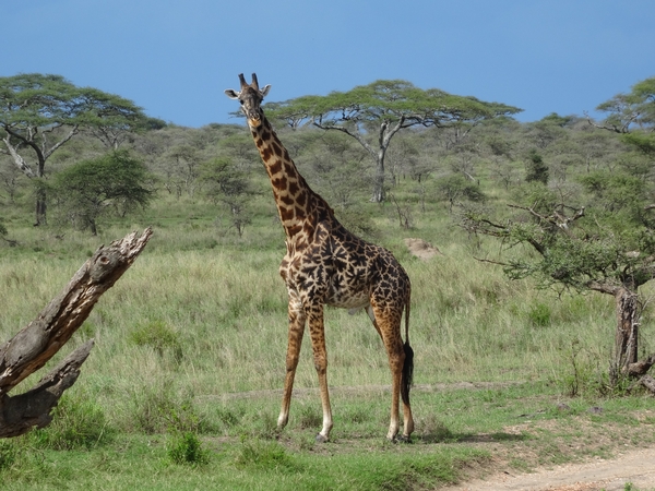 5p Serengeti, giraffe, _DSC00436