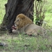 5p Serengeti, leeuw na maaltijd _DSC00437