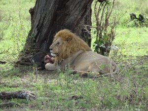 5p Serengeti, leeuw na maaltijd _DSC00437