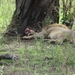 5p Serengeti, leeuw na maaltijd _DSC00438
