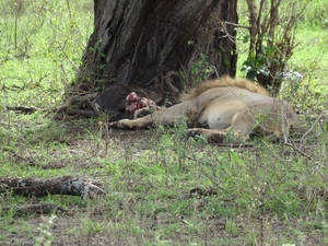 5p Serengeti, leeuw na maaltijd _DSC00438