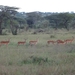 5r Serengeti, tentenkamp _DSC00444