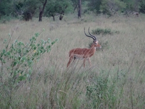 5r Serengeti, tentenkamp _DSC00452