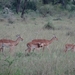5r Serengeti, tentenkamp _DSC00453