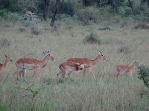 5r Serengeti, tentenkamp _DSC00453
