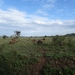 5s Serengeti, --)  Oost, wildlive _DSC00455