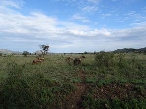 5s Serengeti, --)  Oost, wildlive _DSC00455