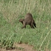 5s Serengeti, --)  Oost, wildlive _DSC00458