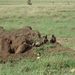 5s Serengeti, --)  Oost, wildlive _DSC00460
