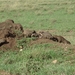 5s Serengeti, --)  Oost, wildlive _DSC00463