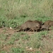 5s Serengeti, --)  Oost, wildlive _DSC00464