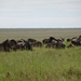 5s Serengeti, --)  Oost, wildlive _DSC00467