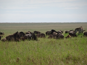 5s Serengeti, --)  Oost, wildlive _DSC00467