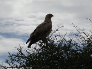 5s Serengeti, --)  Oost, wildlive _DSC00468