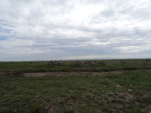 5s Serengeti, --)  Oost, wildlive _DSC00469