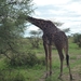 5s Serengeti, --)  Oost, wildlive _P1210651