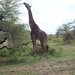 5s Serengeti, --)  Oost, wildlive _P1210653