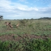 5s Serengeti, --)  Oost, wildlive _P1210655