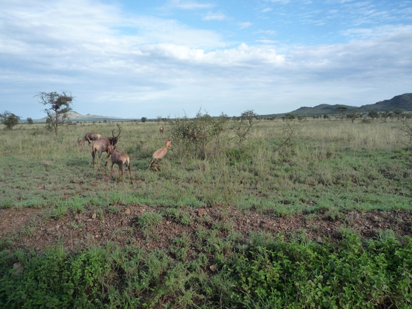 5s Serengeti, --)  Oost, wildlive _P1210655