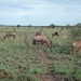 5s Serengeti, --)  Oost, wildlive _P1210656